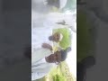 شعراء البطانة الشاعرابو نادر عبدالرحمن علي البلعلابي شعراء البطانة الشاعرابو نادر عبدالرحمن علي البلعلابي