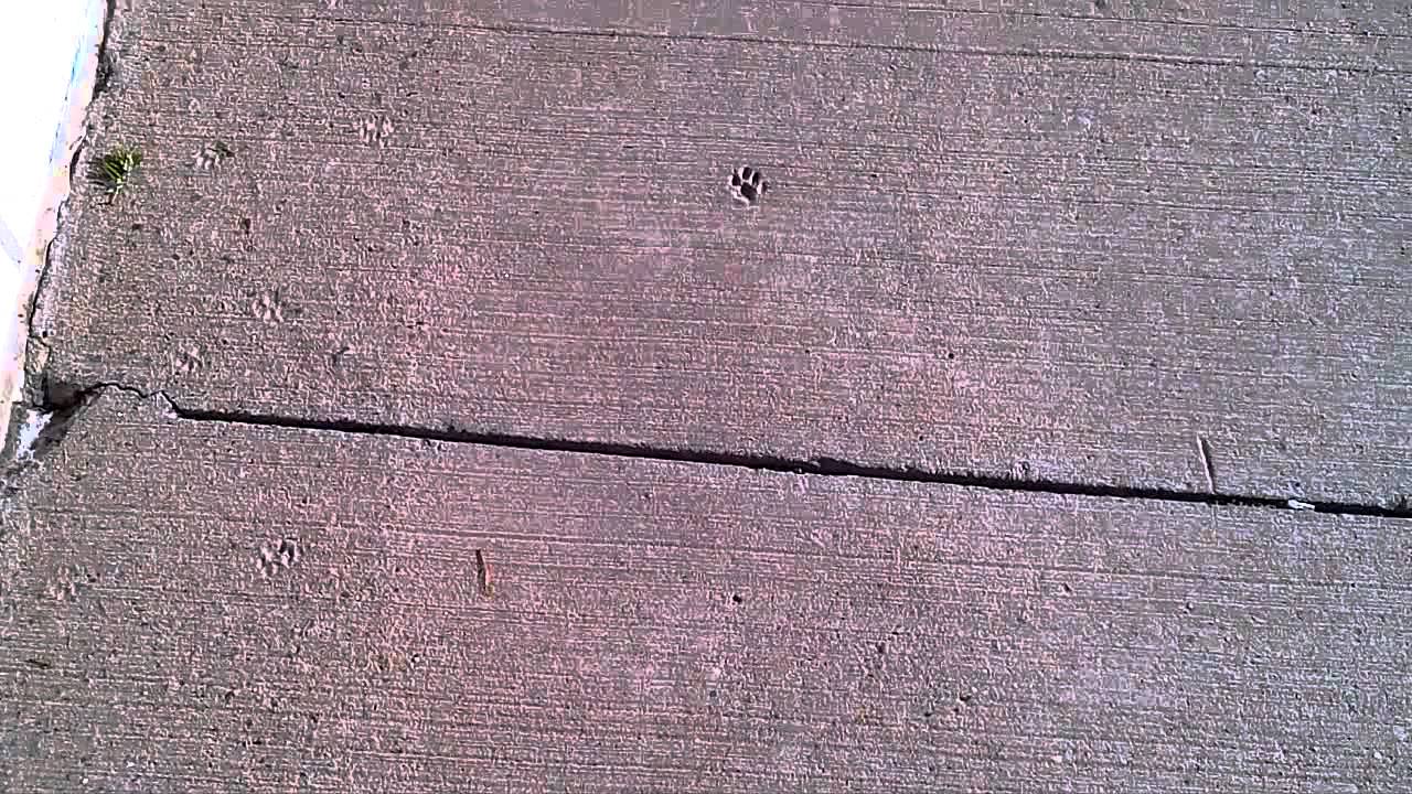 Paw Prints in Concrete - YouTube