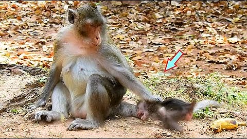 OMG, ANNA AGAIN & AGAIN FIGHT, POOREST ANISSA CRY SHOCKING BEG MILK, WHY MUM ANNA LIKE TO DO THIS?