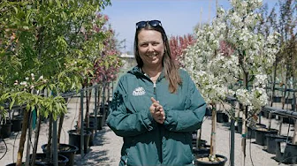 PETITTI Crabapple Spotlight | How to Grow & Care For Flowering Crabapple Trees