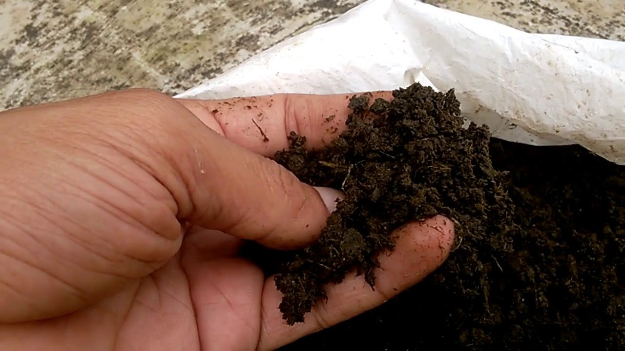 Cow Dung For Plants YouTube Cow Dung For Plants YouTube