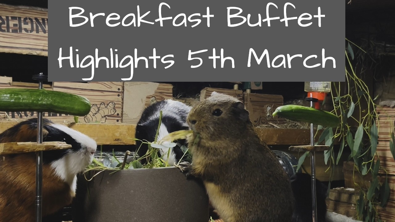 Guinea Pigs | Breakfast Buffet Highlights