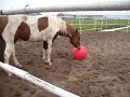 Smarty voetballen