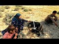 A nomadic woman washing sheep in the river with the help of her children