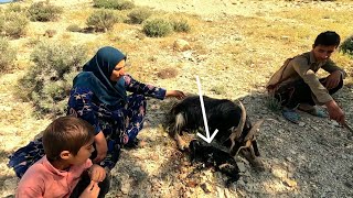 A nomadic woman washing sheep in the river with the help of her children