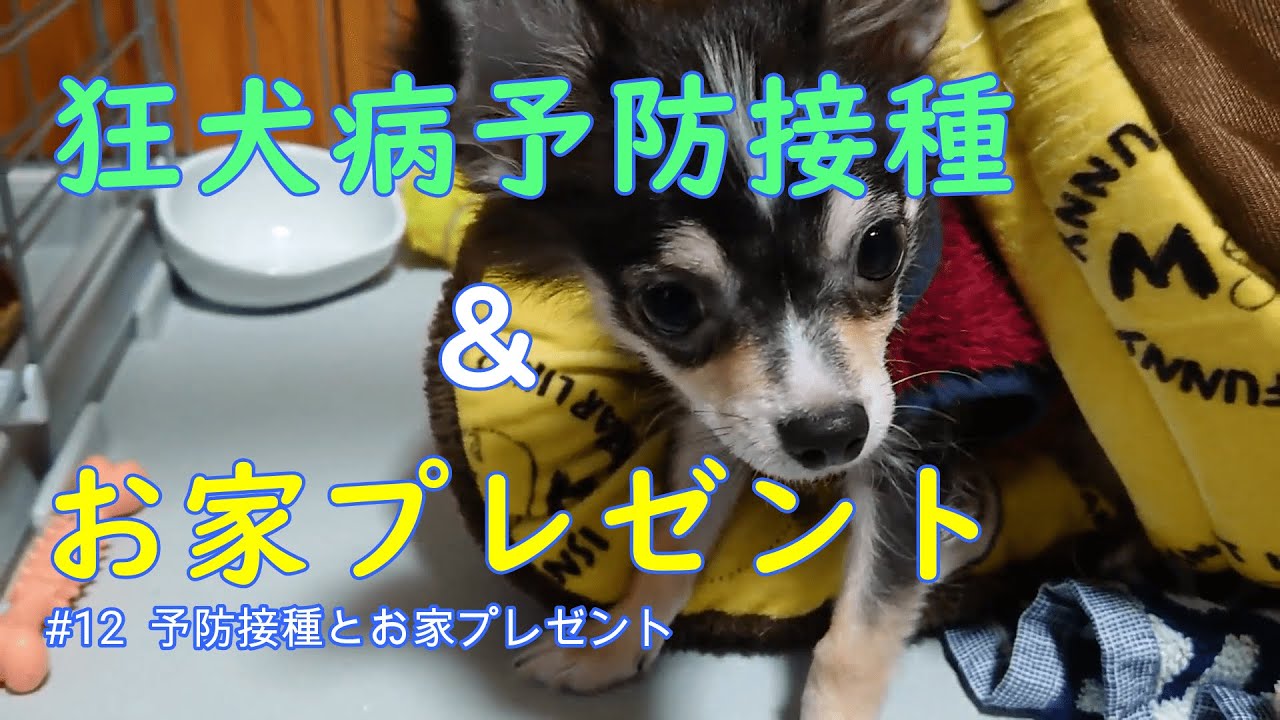 【チワワ】チワワ子犬～狂犬病予防接種と、冬用お家をプレゼントしました～【子犬】 YouTube