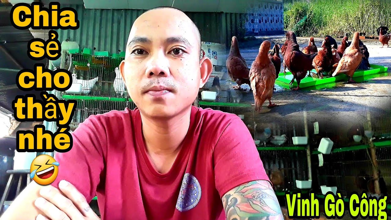 Mô hình nuôi bồ câu kiểng của Thầy Vinh Gò Công/VGC