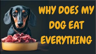 Why Does My Dog Eat Everything