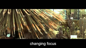 Panorama Light-Field Imaging