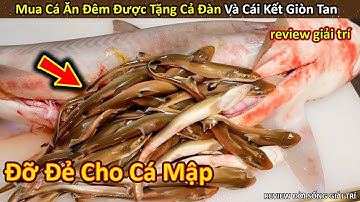 Mua Cá mập để nấu ăn, anh thanh niên Bất Ngờ được Tặng Kèm Cả Ổ Cá Con || Review Giải Trí Đời Sống