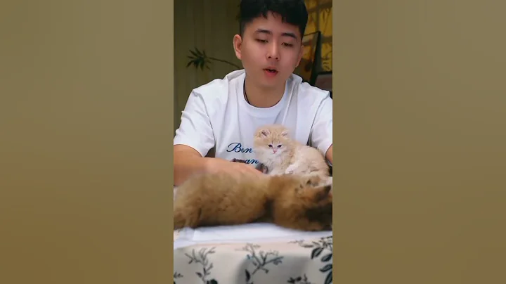 Funny cats 🤣 #shorts #feedshorts #cats