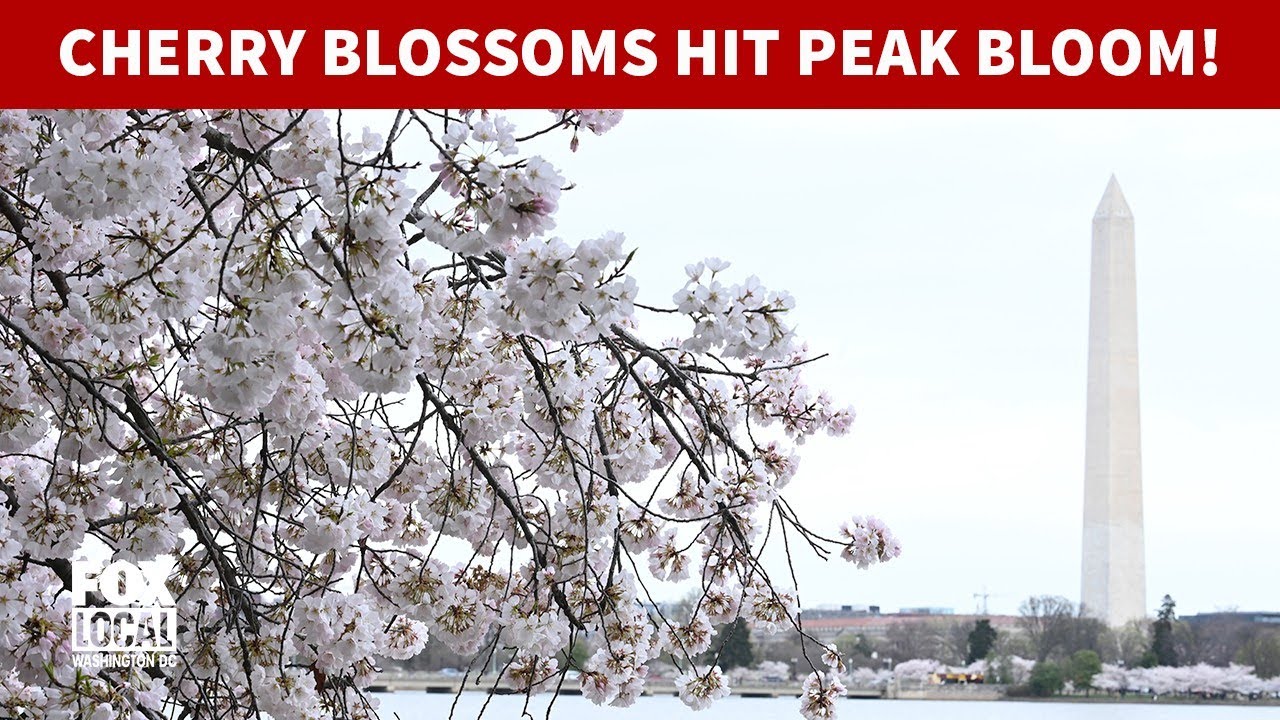 Cherry blossoms reach peak bloom in DC