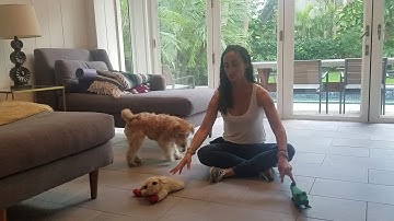 Teach your dog their toys by name, Lakeland Terrier