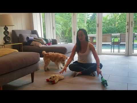 वीडियो: एक खिलौना टेरियर पिल्ला का नाम कैसे दें