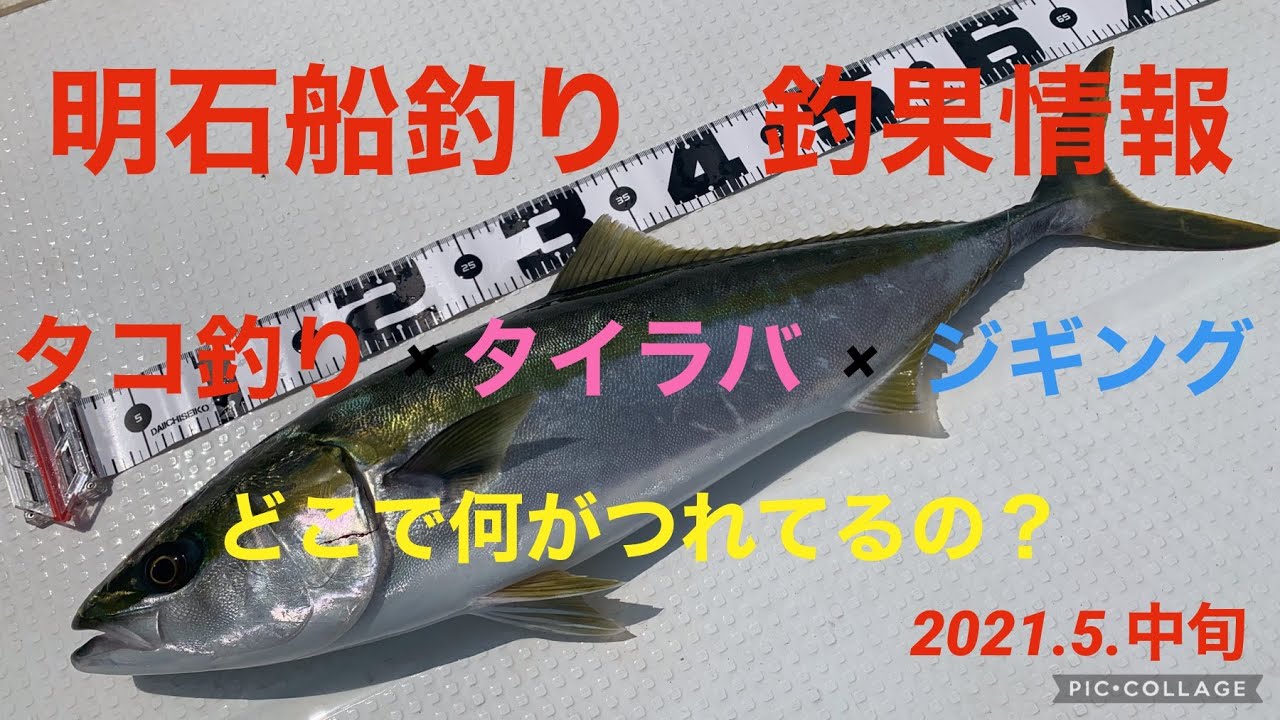 タコ釣り タイラバ ジギング 5月中旬の明石船釣り釣果情報 どこで釣れてるかお教えします Youtube