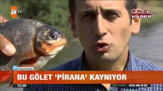 Bu gölet "pirana" kaynıyor! - atv Gün Ortası Bülteni