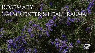 Using Rosemary to Calm, Center and Remember