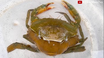 #25 Cận cảnh quá trình CUA BIỂN LỘT XÁC cực kỳ hiếm thấy | 6 Tuấn Miền Tây