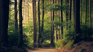 10-Minute Walking Meditation | Slow, Mindful Steps to Ground and Reset