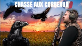 Chasse aux corbeaux