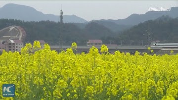 Hoa cải dầu nở rộ ở Giang Tây, Trung Quốc