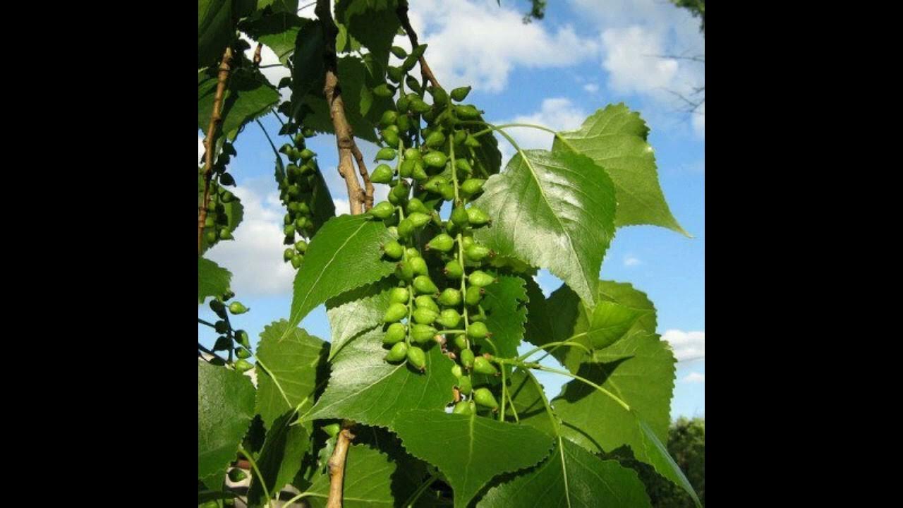 Populus nigra почки. Эфирное масло почек тополя. Муз Пономаренко сл Колесникова тополя. Тополь черный почки.