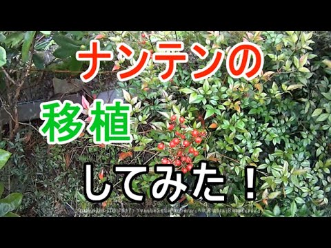 ナンテンの移植をしてみた Transplants Youtube