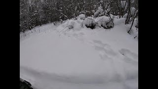 Жизнь в лесу/Охота на волка на петли на приваде/Встреча Лоси/Проверка капканов на куницу и на бобра.