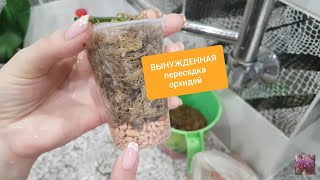 видео: ВЫНУЖДЕННАЯ пересадка орхидей.Почему теряется ТУРГОР у орхидей?Agrees для орхидей- первые результаты картинка: ВЫНУЖДЕННАЯ пересадка орхидей.Почему теряется ТУРГОР у орхидей?Agrees для орхидей- первые результаты