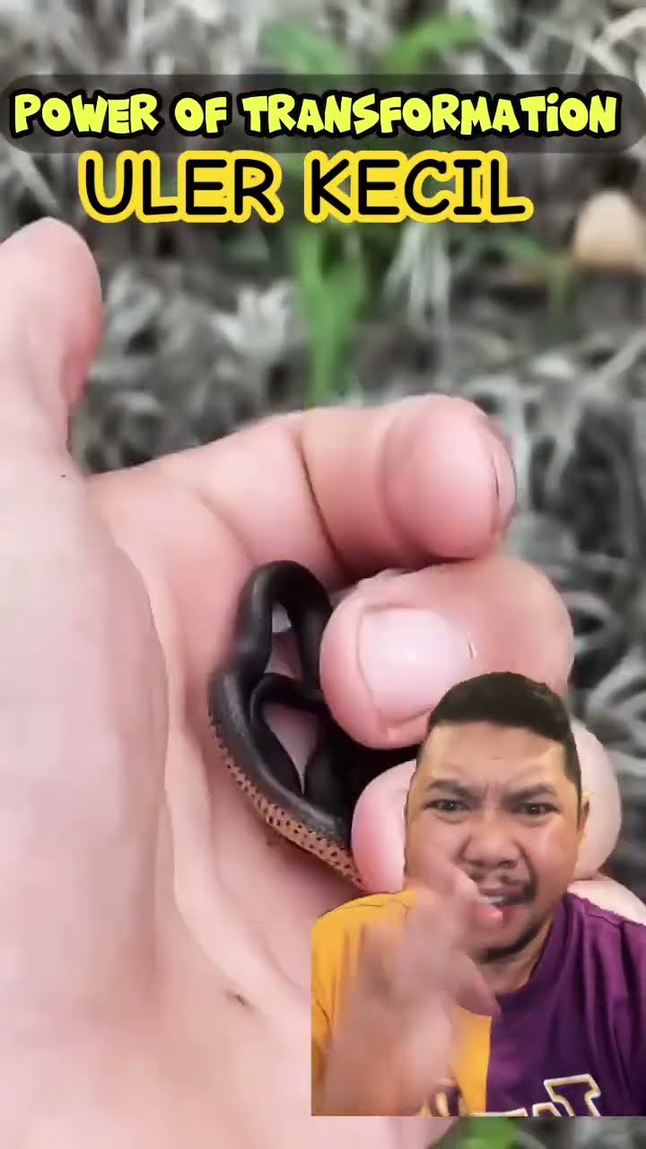 ULER KECIL YANG LUCU!!!?? #shortsfeed #shorts #funny #shortsviral