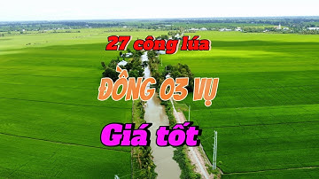 27 công lúa đồng 03 vụ giá tốt - Xã Giồng Riềng - An Giang 