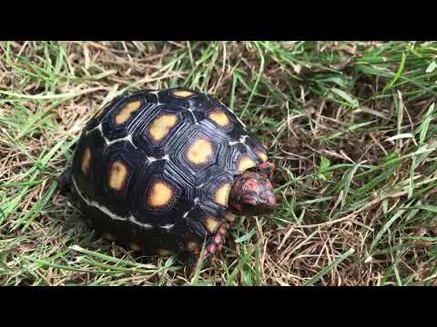 Red Foot Tortoise For Sale Baby Red Footed Tortoises For Sale