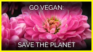 Go Vegan—Save the Planet