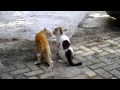 Cat fighting for territories and triggerred car alarm! FUNNY VIDEO