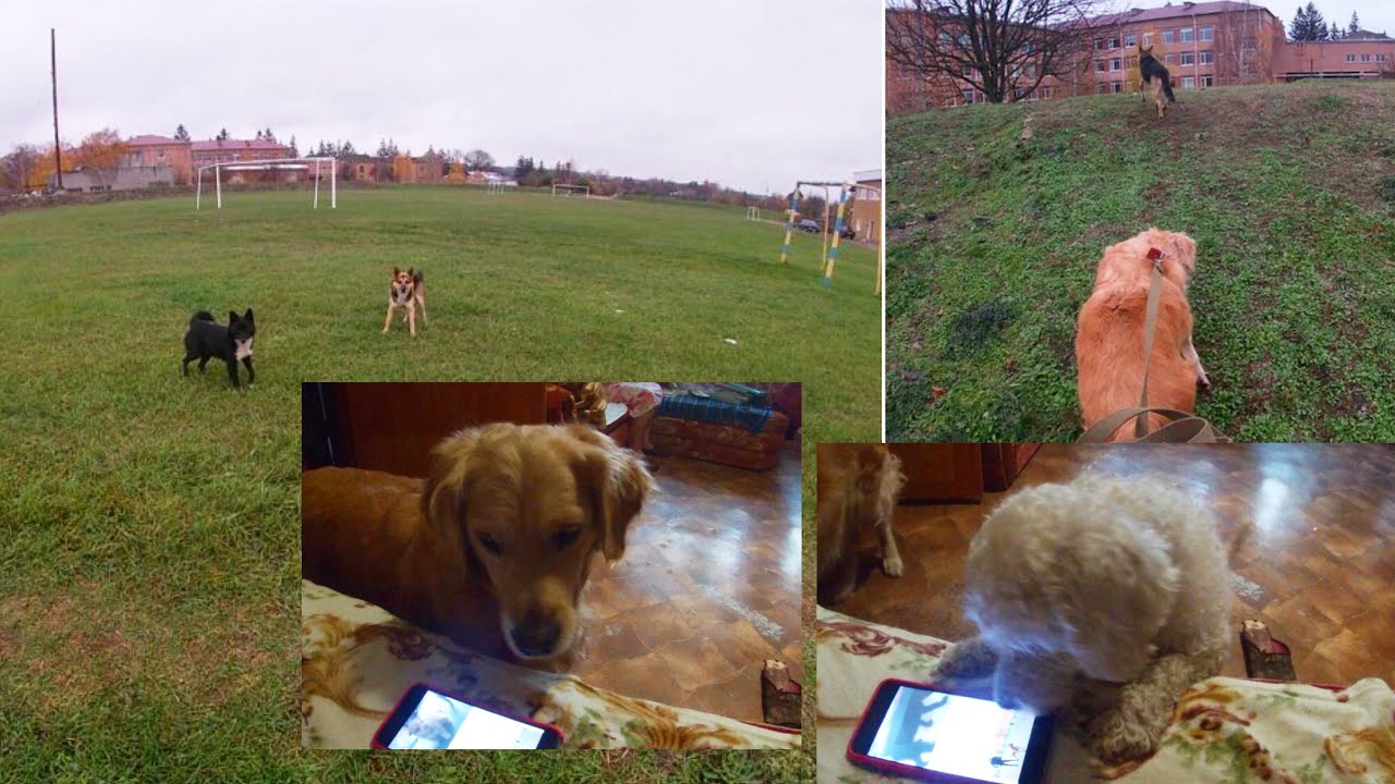 Мы решили вязать Линду. Ген тесты, выбор кобеля. Реакция собак на вой ...