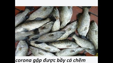 [TRÁNH DỊCH CORONA TRỐN VÀO RỪNG ]CÂU CÁ CHẼM VÀ NƯỚNG ĂN TẠI CHỖ FISHING AND COOKING CORONA