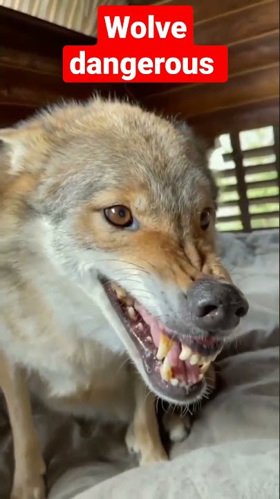 #wolves #dangerous #in #house #animals #shorts #sauvezlequartierdesheikhjarrah #wolf #attack