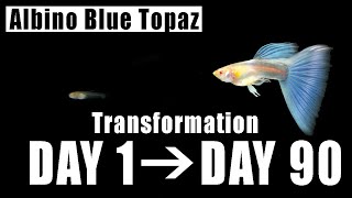 Albino Blue Topaz Guppy Fry Growth (Day 1 - Day 90)