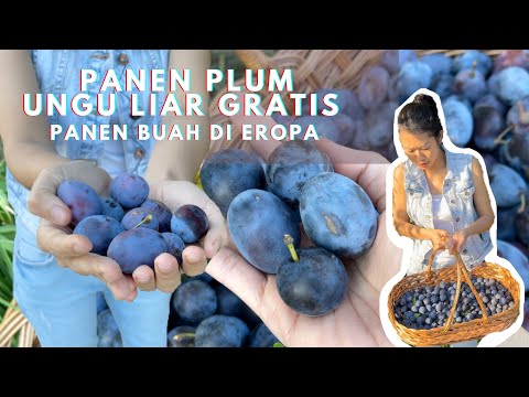 Video: Apa Itu Plum Eropa – Berbagai Jenis Plum Eropa