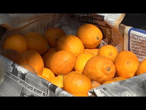 მეციტრუსე ფერმერების პრობლემები და მათი გადაწყვეტის გზები