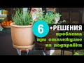 6 проблема при отглеждане на подправки (+РЕШЕНИЯ)