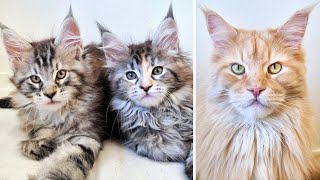 Kittens vs Uncle Buster: Hide and Seek!