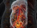🍺 What Happens to a Baby When a Pregnant Woman Drinks Alcohol? | Realistic 3D Anatomy