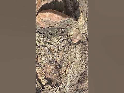 Чёрная, черноглазая горилла завидует кареглазому, лысому гному с ...