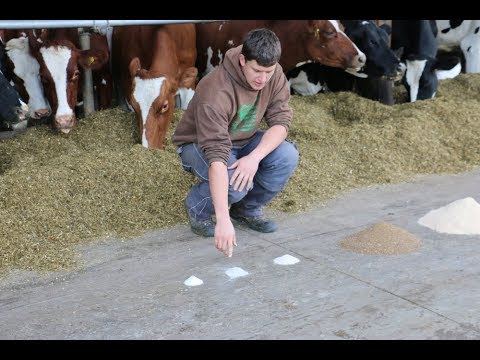 Video: Können Kühe Heu fressen?
