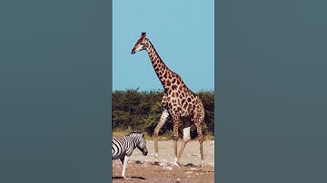 Zebra and Giraffe #wildlife #africa #intothewild