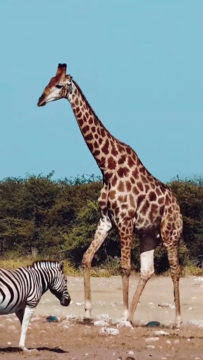 Zebra and Giraffe #wildlife #africa #intothewild