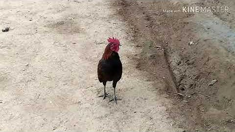 Kuv cov qaib ncuav qaib dib nawb #qaibdib #laujtswb