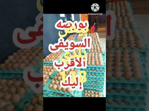 اسعار البيض اليوم في بورصة السويفي لتجارة البيض