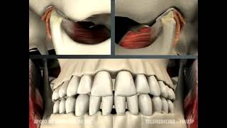 Animação Original - Movimento De Lateralidade Mandibular